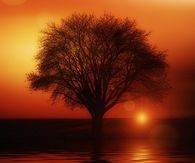 Solitary sunset