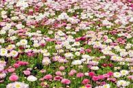 Field of pink and white flowers
