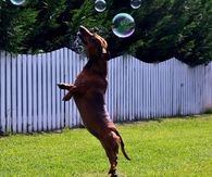 Leaping dog
