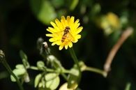 Bee landing