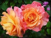 Pink and yellow roses