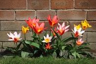 Blooming bunch of flowers