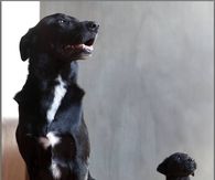 Dog and Puppy
