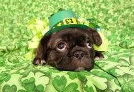 St. Patrick's Day Pug