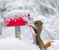Cute Squirrel Getting His Mail