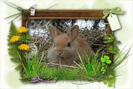 Bunny Munching