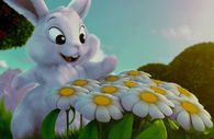 Easter Bunny & Daisies