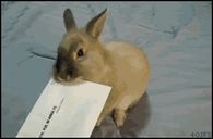 Rabbit Opening Mail
