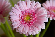Pink Gerber Daisy