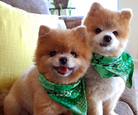 Sweet Pups Dressed for St. Patty's Day