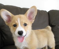 Sweet Little Corgi Puppy