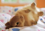 Adorable Bunny