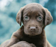 Two Chocolate Lab Puppies