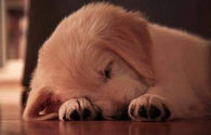 Adorable Sleeping Puppy