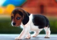 Sweet Shy Beagle