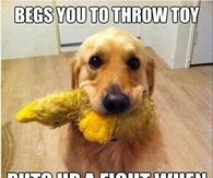 Dog and his toy