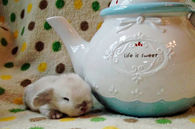 Life is Sweet for Little Bunny