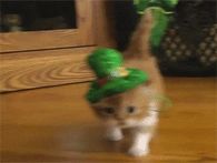 St. Patty's Day Kitty