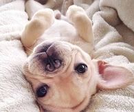 White Baby Pug