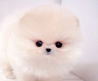 Fluffy Puppy