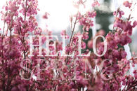 Hello Spring