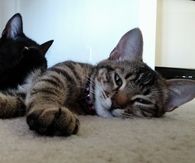 Lazy kitty