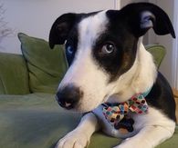 Cute doggy