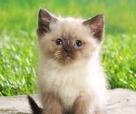Adorable kitten