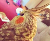 Cockatiels