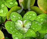 Heart in a Clover