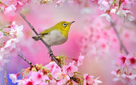 Spring Bird