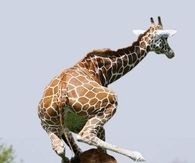 Playful Giraffes