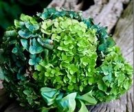 Green Hydrangeas