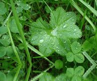After the rain