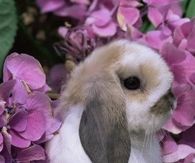 Cute Bunny