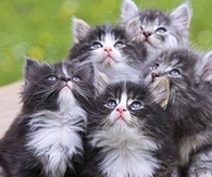 Cute Baby Kittens