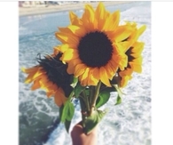 Sun Flowers