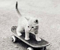 Baby Kitten Skating