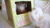 Kissing Booth