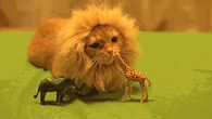 Lion Cat
