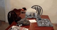 Clumsy Cat