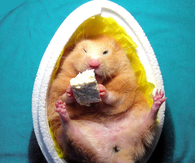  Hamster in egg