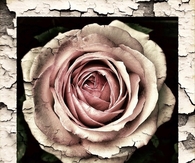 Peeling rose