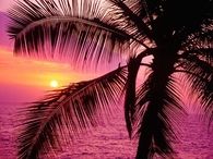 Palm Tree And Pink Sunset