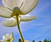 Flower in the sun