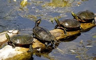 Family of turtles