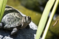 Happy turtle