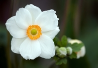 White anemone flower