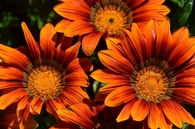 Orange Calyx