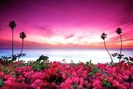 Pink Sky